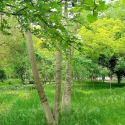 Ashgabat Botanical Garden - Anau