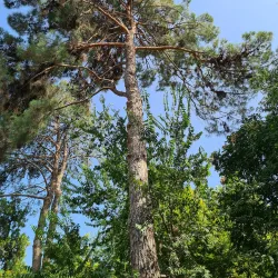 Ashgabat Botanical Garden - Anau