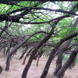 Kopet Dag Mountains - Anau
