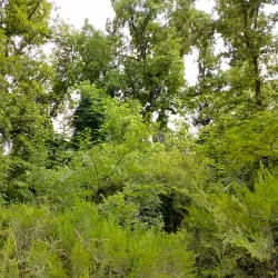 Ashgabat Botanical Garden - Ashgabat