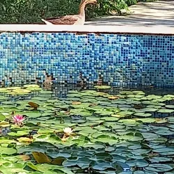 Baharly Botanical Garden - Baharly (Baherden)