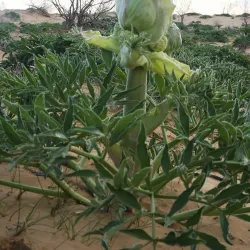 Karakum Desert - Gumdag