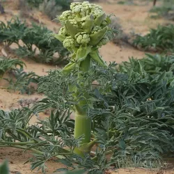 Karakum Desert - Gumdag