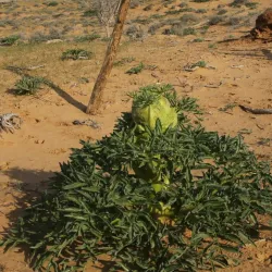 Karakum Desert - Gumdag