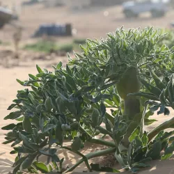 Karakum Desert - Gumdag