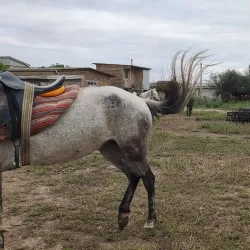 Traditional Turkmen Yurt Experience - Kerki