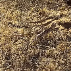 Kyzylkum Desert - Mary