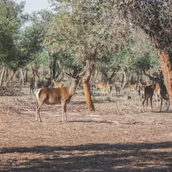 Amu Darya River - Turkmenabat