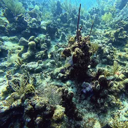 Snorkeling and Diving Sites - Cockburn Harbour