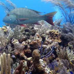 Snorkeling and Diving Sites - Cockburn Harbour