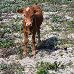 South Caicos Salt Pans - Cockburn Harbour
