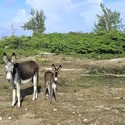 South Caicos Salt Pans - Cockburn Harbour