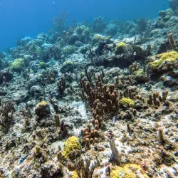 Smith's Reef - Grand Turk