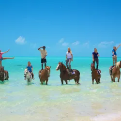 Provo Ponies - Providenciales