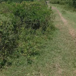 Mpumudde Forest Reserve - Buwenge