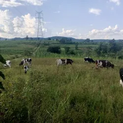 Mpumudde Forest Reserve - Buwenge