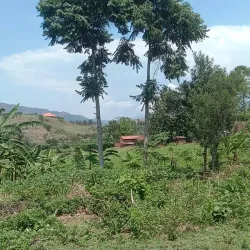 Mpumudde Forest Reserve - Buwenge