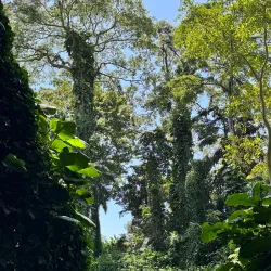 Botanical Gardens Butterfly Garden - Entebbe