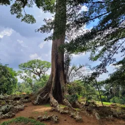 Botanical Gardens Butterfly Garden - Entebbe