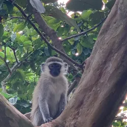 Entebbe Botanical Gardens - Entebbe
