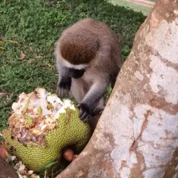Lake Victoria - Entebbe
