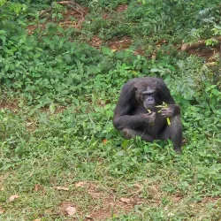 Ngamba Island Chimpanzee Sanctuary - Entebbe