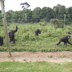 Ngamba Island Chimpanzee Sanctuary - Entebbe