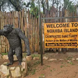 Ngamba Island Chimpanzee Sanctuary - Entebbe