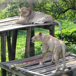 Uganda Wildlife Education Centre (UWEC) - Entebbe