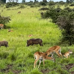 Murchison Falls National Park (nearby) - Gulu