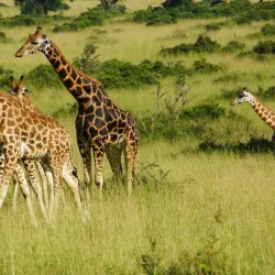 Murchison Falls National Park (nearby) - Gulu