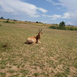Murchison Falls National Park (nearby) - Gulu