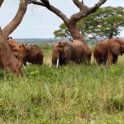 Murchison Falls National Park (nearby) - Gulu