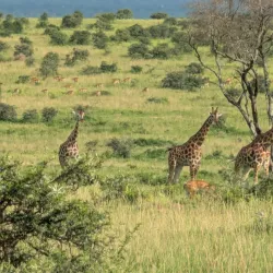 Murchison Falls National Park (nearby) - Gulu