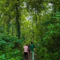 Mabira Forest Reserve - Jinja