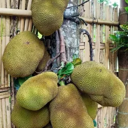 Kajansi Sports Grounds - Kajansi