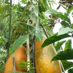 Kajansi Sports Grounds - Kajansi