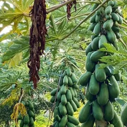 Kajansi Sports Grounds - Kajansi