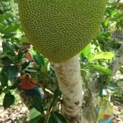 Kajansi Sports Grounds - Kajansi