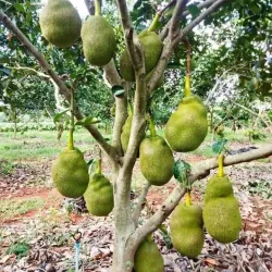 Kajansi Sports Grounds - Kajansi