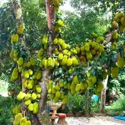 Kajansi Sports Grounds - Kajansi