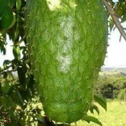 Kajansi Sports Grounds - Kajansi