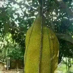 Kajansi Sports Grounds - Kajansi