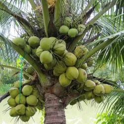 Kajansi Sports Grounds - Kajansi