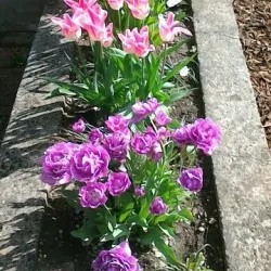 Kajansi Wetlands - Kajansi