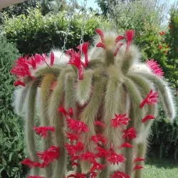 Kajansi Wetlands - Kajansi