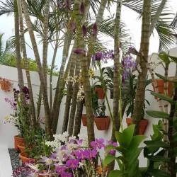 Kajansi Wetlands - Kajansi