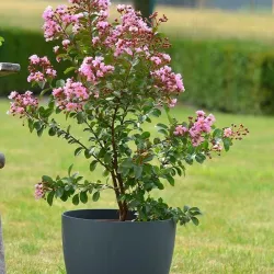 Kajansi Wetlands - Kajansi