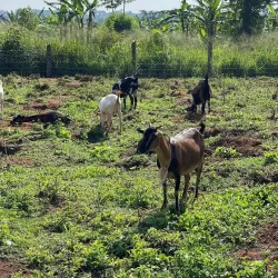 Local Farms and Agricultural Tours - Kajansi