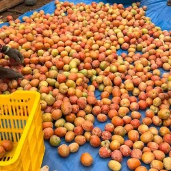 Local Farms and Agricultural Tours - Kajansi